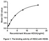 Mouse Active Hexosaminidase A Alpha (HEXa)