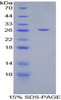 Cattle Recombinant Triggering Receptor Expressed On Myeloid Cells 1 (TREM1)