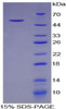 Mouse Recombinant Alpha-1-Microglobulin/Bikunin Precursor (a1M)