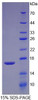 Human Recombinant Transforming Growth Factor Beta 2 (TGFb2)