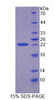 Cattle Recombinant Cyclophilin B (CYPB)