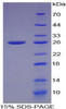 Mouse Recombinant Connexin 43 (CX43)