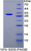 Rat Recombinant Heparin Cofactor II (HCII)