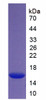 Recombinant Histone H4 (H4)