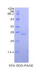 Mouse Recombinant Alpha-Fodrin (SPTAN1)