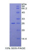 Mouse Recombinant Alpha-Fodrin (SPTAN1)