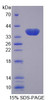 Pig Recombinant Galectin 4 (GAL4)