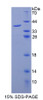 Mouse Recombinant Galectin 8 (GAL8)