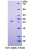 Rat Recombinant Galectin 8 (GAL8)