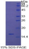 Cattle Recombinant Galectin 9 (GAL9)