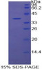 Cattle Recombinant Apolipoprotein H (APOH)