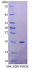 Pig Recombinant Galectin 1 (GAL1)