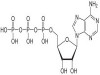 BSA Conjugated Adenosine Triphosphate (ATP)