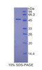 Mouse Recombinant Platelet/Endothelial Cell Adhesion Molecule (PECAM1)