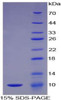 Mouse Recombinant Complement Component 5a (C5a)