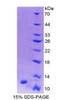 Mouse Recombinant Protein Kinase Inhibitor Gamma (PKIg)