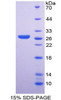 Human Recombinant Sex Determining Region Y Box Protein 2 (SOX2)