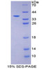 Cattle Recombinant Insulin (INS)