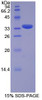 Pig Recombinant Insulin (INS)