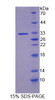 Rat Recombinant Caspase 14 (CASP14)