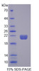 Pig Recombinant Myoglobin (MYO)