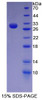 Human Recombinant Nestin (NES)