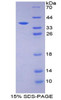 Mouse Recombinant Protein Kinase R (PKR)