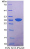 Rat Recombinant Intercellular Adhesion Molecule 1 (ICAM1)