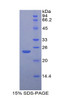 Guinea pig Recombinant Interleukin 1 Beta (IL1b)