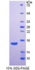 Rabbit Recombinant Aquaporin 1, Colton Blood Group (AQP1)