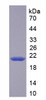 Rat Recombinant Caspase 3 (CASP3)