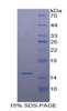 Rat Recombinant Caspase 3 (CASP3)