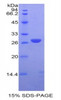 Human Recombinant Glutathione S Transferase Mu 1 (GSTm1)