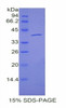 Mouse Recombinant Angiopoietin 4 (ANGPT4)