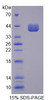 Pig Recombinant Cluster Of Differentiation 14 (CD14)