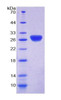 Rat Recombinant Thioredoxin Reductase 1 (TrxR1)