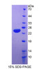 Dog Recombinant Apolipoprotein E (APOE)