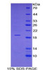 Human Recombinant Delta-Sleep Inducing Peptide (dSIP)