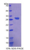 Rat Recombinant ATPase, Na+/K+ Transporting Beta 3 Polypeptide (ATP1b3)