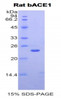 Rat Recombinant Beta-Site APP Cleaving Enzyme 1 (bACE1)