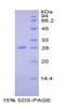 Human Recombinant Stromal Cell Derived Factor 4 (SDF4)