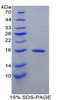 Dog Recombinant Transthyretin (TTR)