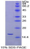 Chicken Recombinant Transthyretin (TTR)