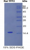 Rat Recombinant Trefoil Factor 2 (TFF2)