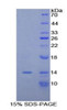 Mouse Recombinant Mucin 5 Subtype AC (MUC5AC)