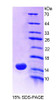 Rat Recombinant Mucin 5 Subtype AC (MUC5AC)