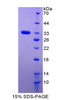 Rat Recombinant Forkhead Box Protein M1 (FOXM1)