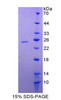 Human Recombinant Caspase 5 (CASP5)