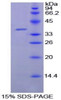 Goat Recombinant Lactoferrin (LTF)