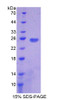 Mouse Recombinant Programmed Cell Death Protein 1 Ligand 2 (PDCD1LG2)